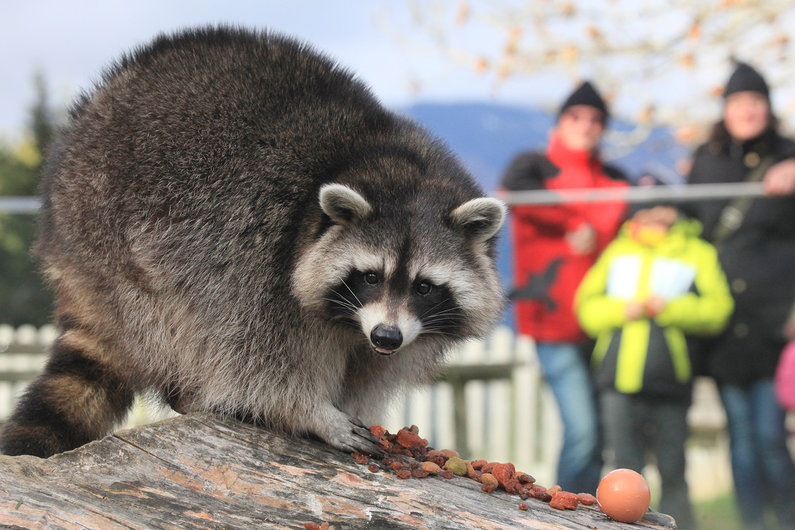 Raccoon eating | © Katharina Wassler