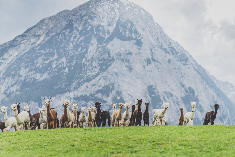 Alpakaland Österreich - Impression #2.2 | © dieSonne