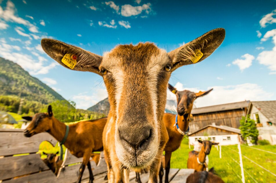 Goat's milk products  - Impression #1 | © Andreas und Renate Hof