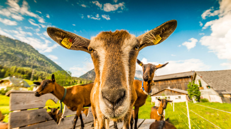 Goat's milk products  - Impression #2.1 | © Andreas und Renate Hof