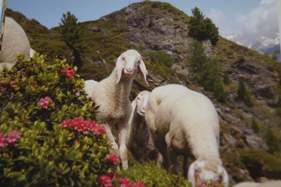 enjoy day lamb - Imprese #1 | © Marianne Ritzinger 