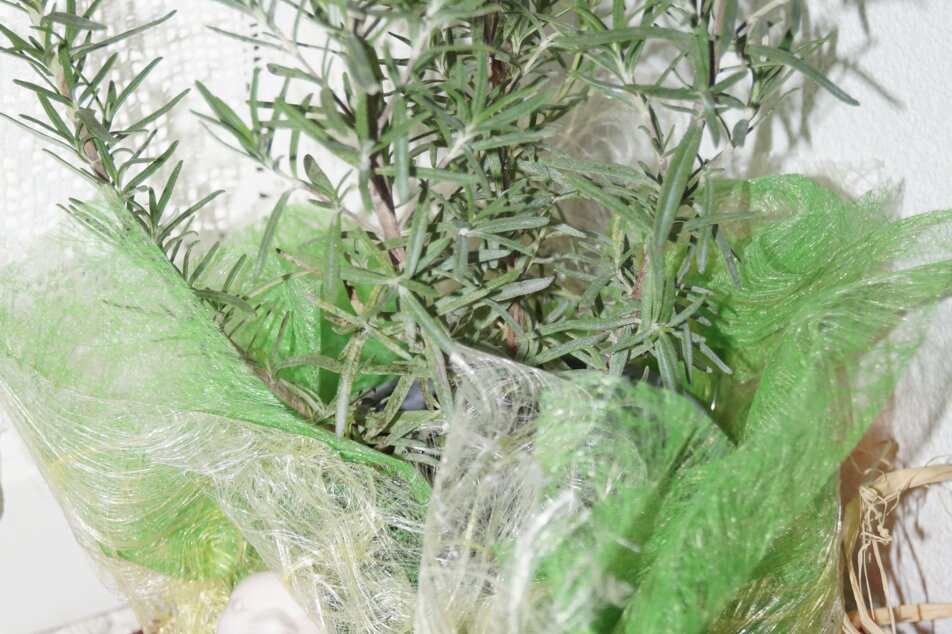 Genusstag Rosmarin - Duftpflanze des Jahres  - Impression #1 | © Marianne Ritzinger 