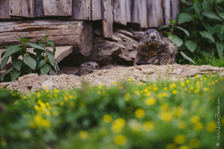 Murmeltiere auf der Galsterbergalm | © Lukas Bezila