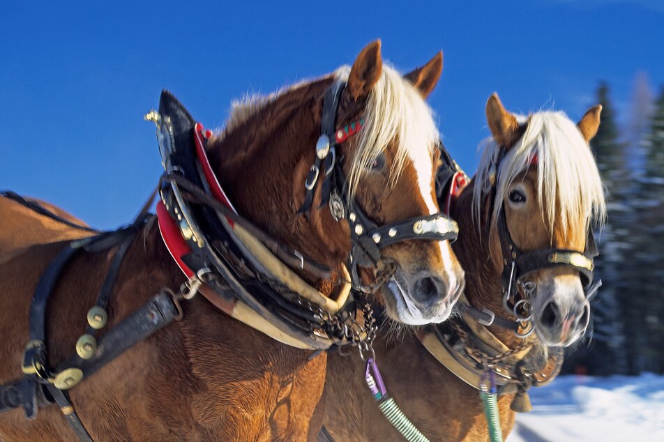 Horse carriage Thalhammer | © Pferdekutschen- und Schlittenfahrten Thalhammer