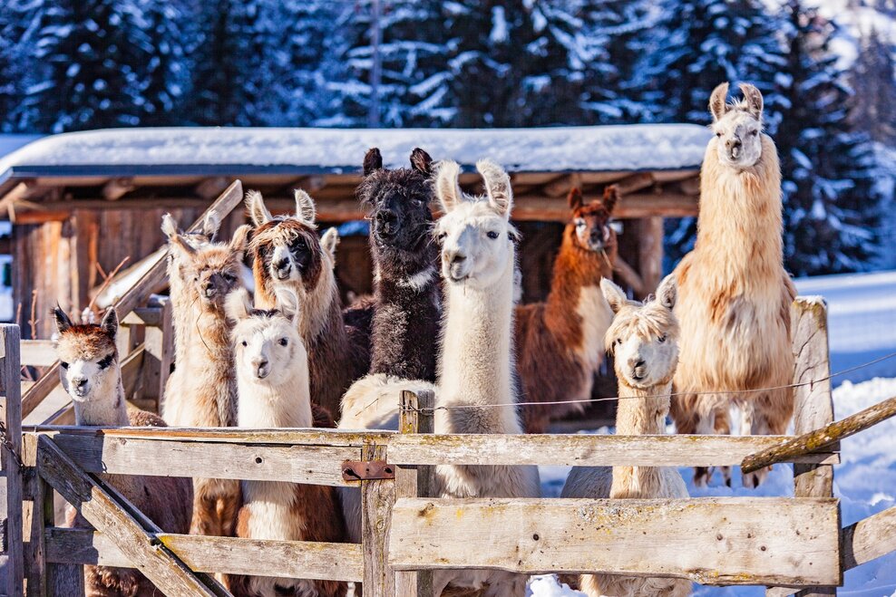 Llama and alpaca encounters at Klausnerhof - Impression #1.2 | © TVB Haus-Aich-Gössenberg@René Eduard Perhab