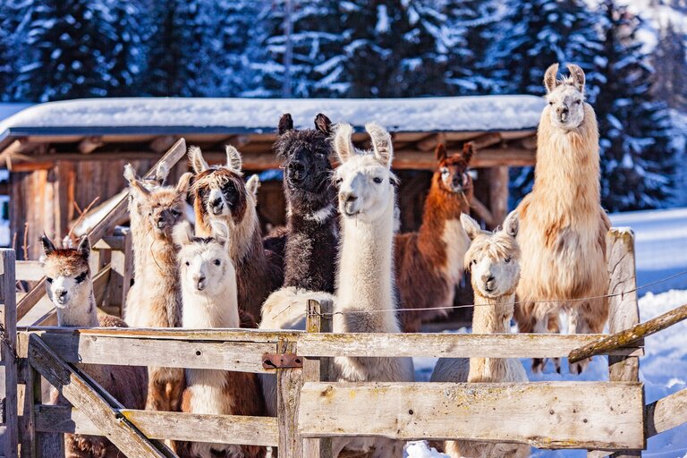 Lama- and Alpacatrekkingtour - Impression #2.3 | © TVB Haus-Aich-Gössenberg@René Eduard Perhab