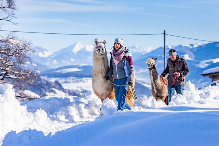Personen mit Lama und Alpaka | © TVB Haus-Aich-Gössenberg@René Eduard Perhab