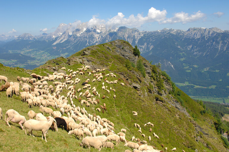 14th Styrian Alpine Lamb Festival - Impression #2.10