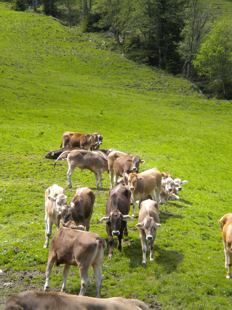 Kühe am Maierlhof | © Familie Hofer