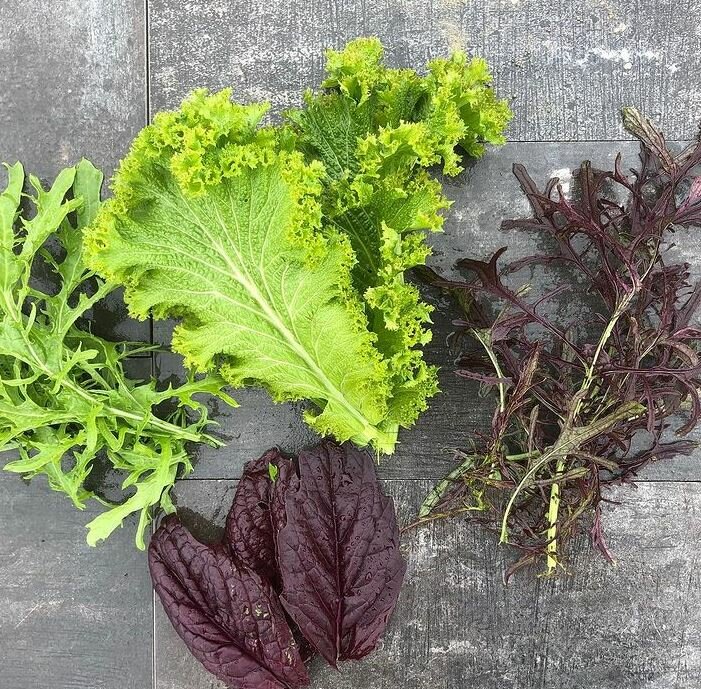 Verschiedene Salatsorten | © Gemüsepost