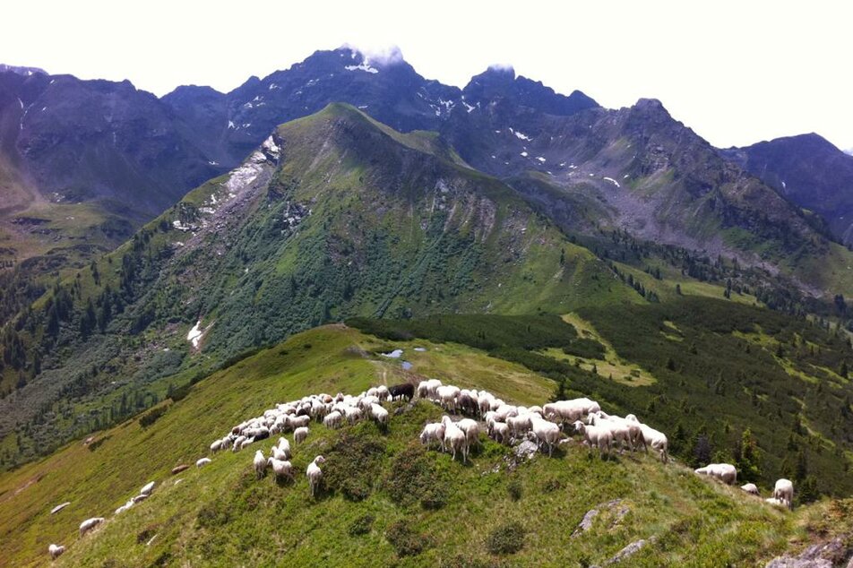 sheep flock with view of Bärfallspitze | © Hauser Kaibling/www.hauser-kaibling.at