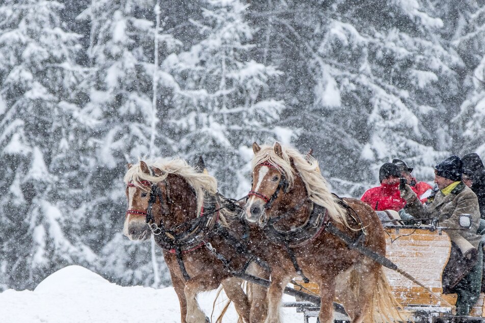 Snow ride on the horse-drawn sleigh | © Martin Huber/TVB Schladming