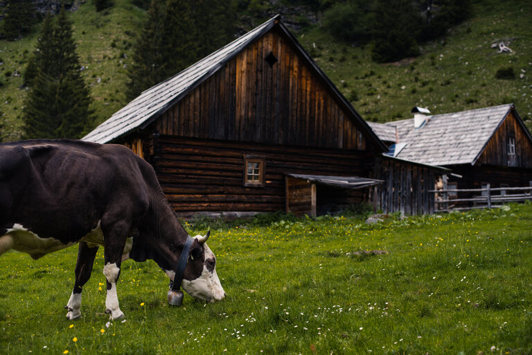 Auch die Kuh genießt das Almleben. | © Christoph Lukas