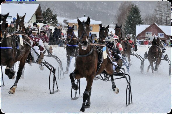 Traditional Horse Event - Imprese #2.1