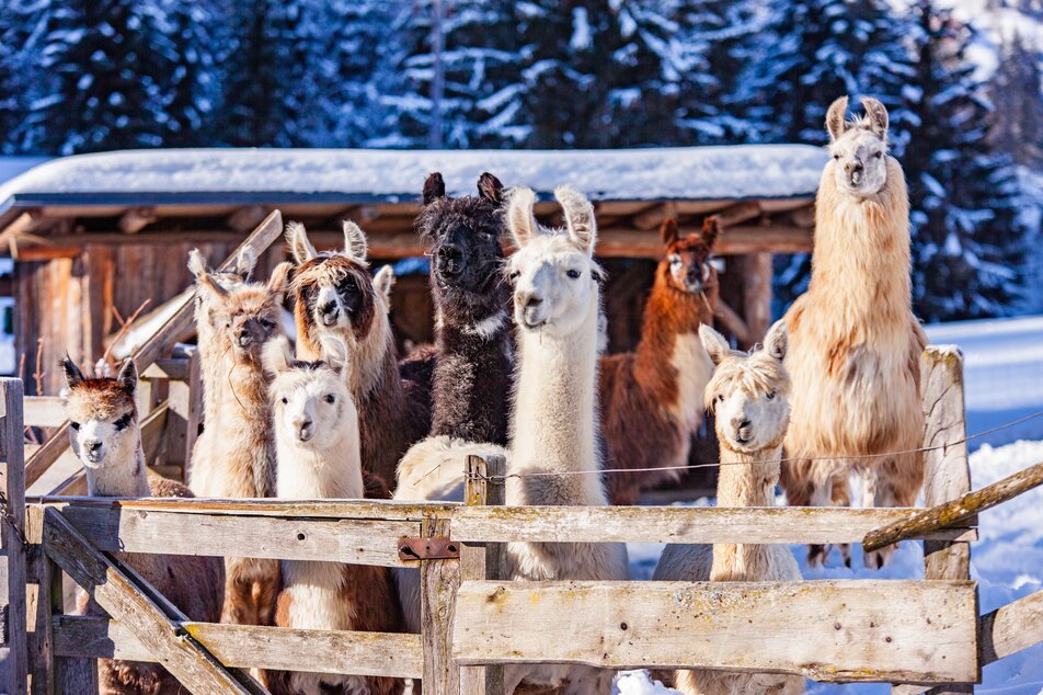 Alpakaweihnacht- und die Lamas schauen zu - Impression #1