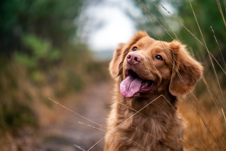 Dogsitting Irene Erler - Impression #1 | © Pixabay