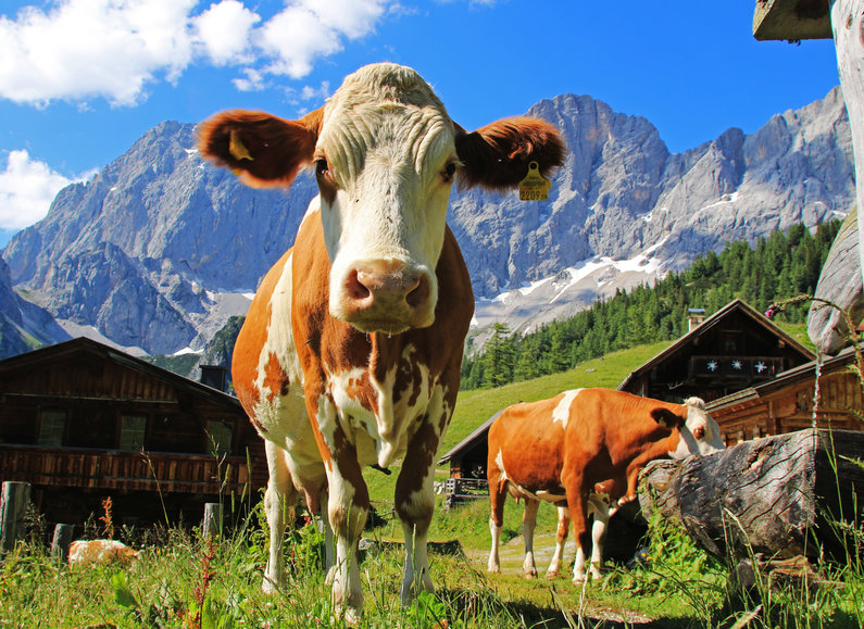 Cows in the mountains in Schladming-Dachstein | © Photo Austria