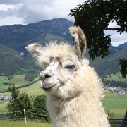 Lama am Klausnerhof mit Blick ins Ennstal