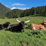 Mautneralm | Texas Longhorn