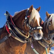 Pferdekutschen- und Schlittenfahrten Thalhammer