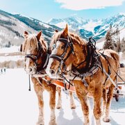 Pferdeschlitten inmitten der Schladminger Winterla